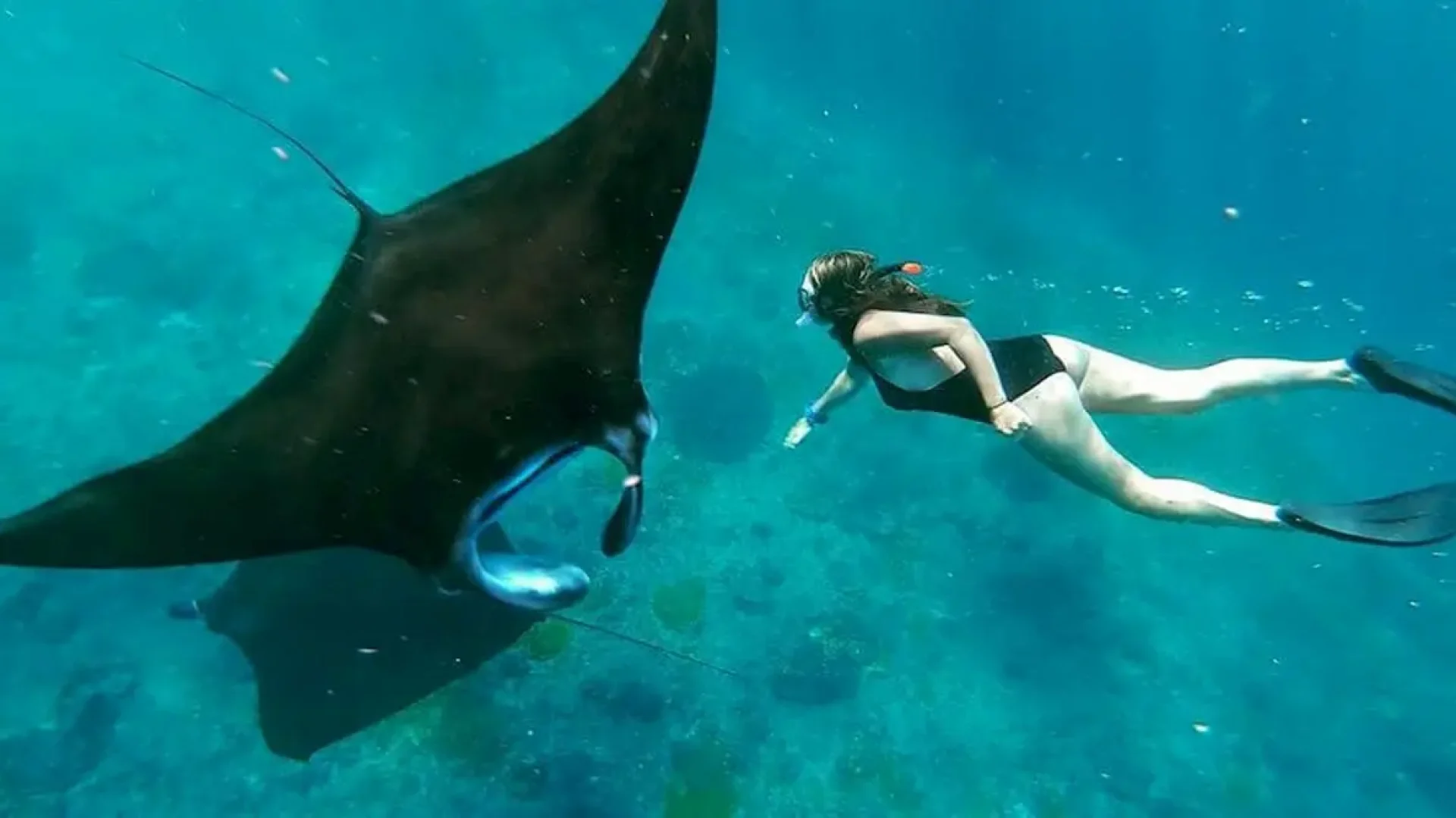 Snorkeling With Manta