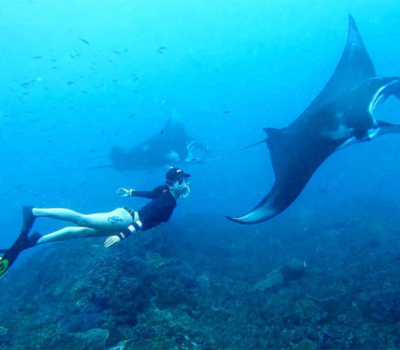 snorkeling-dengan-manta-rays