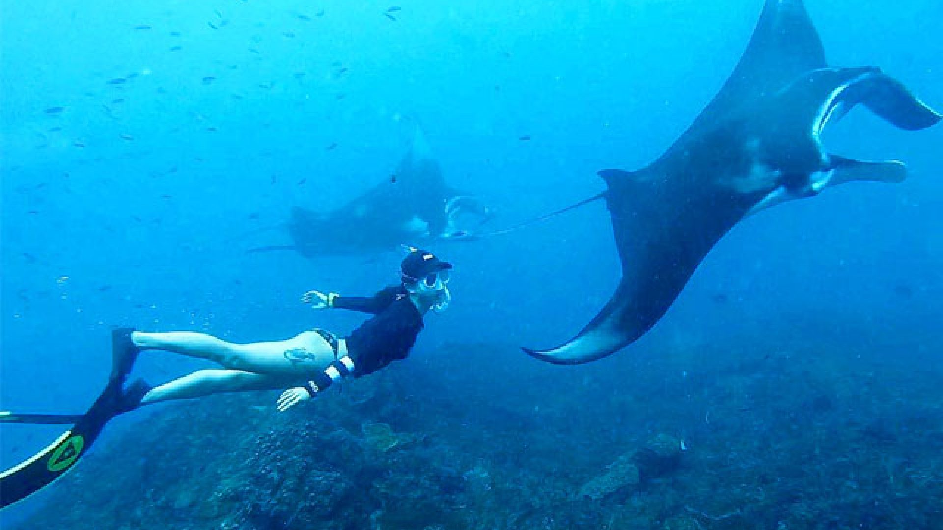 snorkeling-dengan-manta-rays